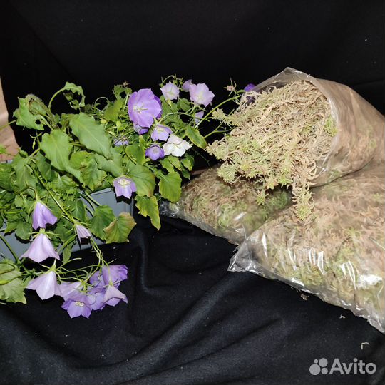 Растения набором