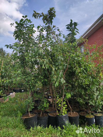 Слива Яхонтовая саженцы