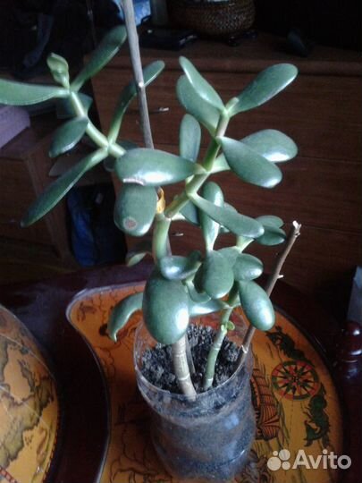 Денежное дерево (толстянка)