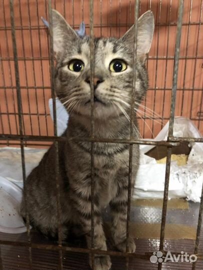 Несчастный котик из приюта