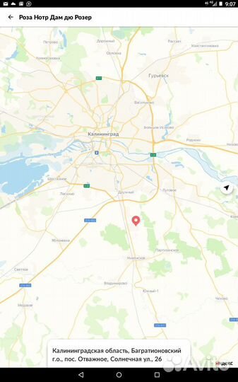 Роза Эл ди Брэйтуэйт