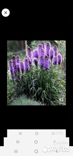 Цветы многолетние