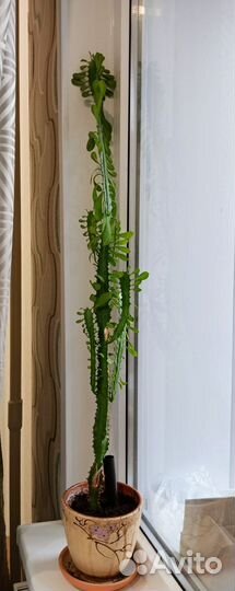 Цветок Молочай трехгранный (суккулент,кактус)