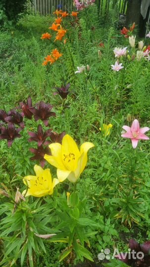 Лилии на срез