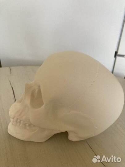 Череп из гипса
