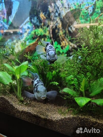 Аквариумные рыбки. Мальки цихлазома чернополосая