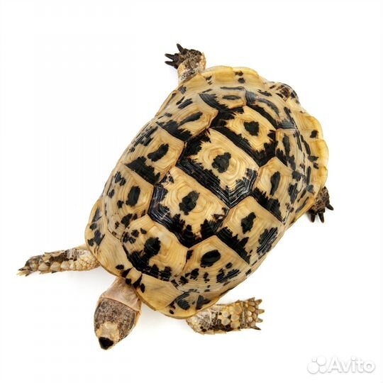 Tortoise Черепаха из Египта