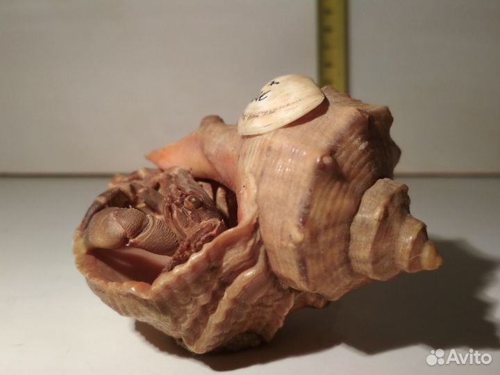 Ракушка Судак с засушенным крабиком из 90х