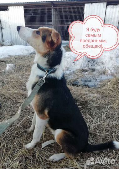 Красавчик в добрые руки