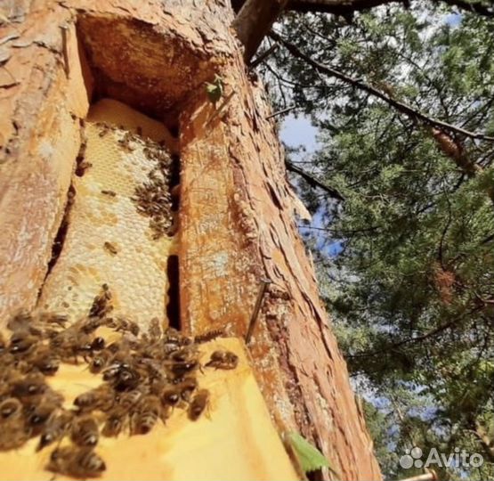 Северный мёд,диких пчёл