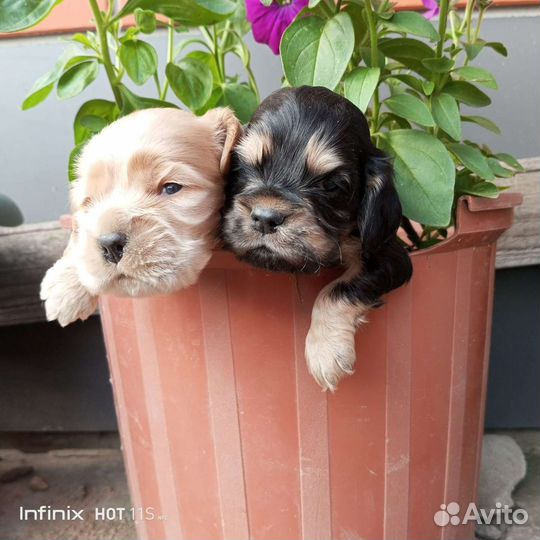 Американский кокер спаниель щенки