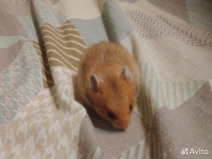 Сирийский хомяк малыш