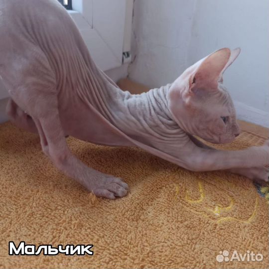 Котята донской сфинкс