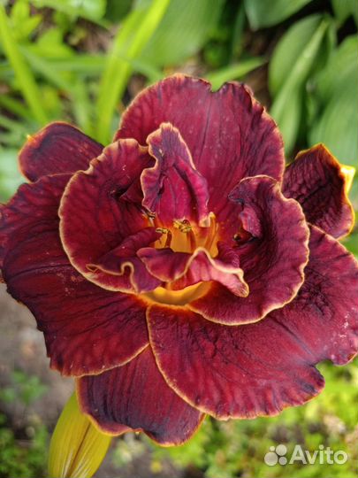 Лилейники сортовые