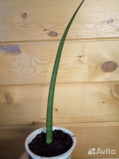 Сансевиерия цилиндрика