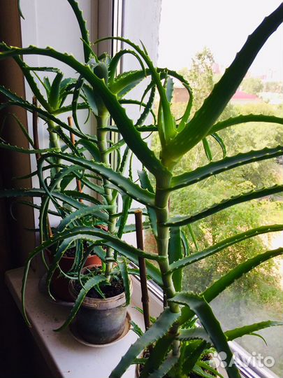 Алое древовидное - столетник