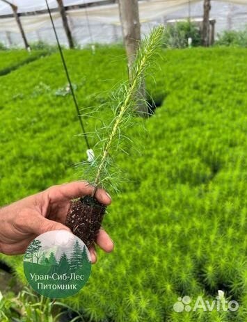 Сеянцы зкс Сосна Ель Лиственница окс Голуб Горн