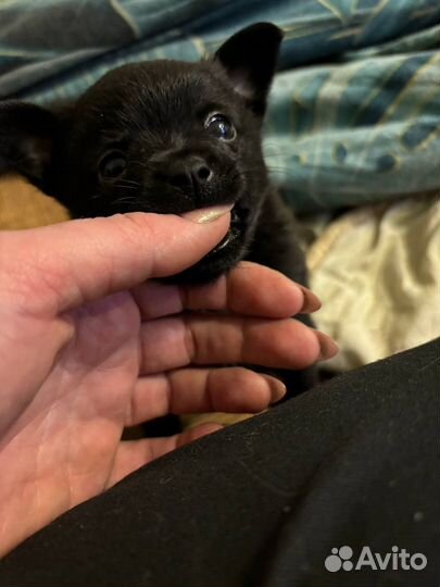 Щенки шпица (помесь)