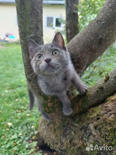 Котенок в добрые руки