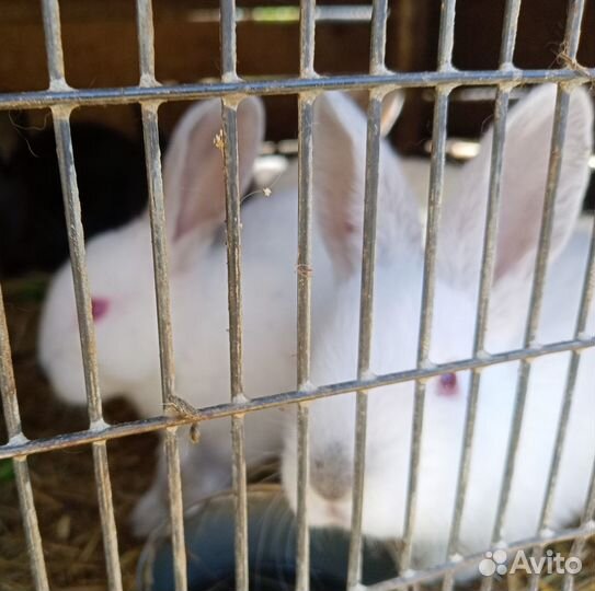 Крольчата мясных пород