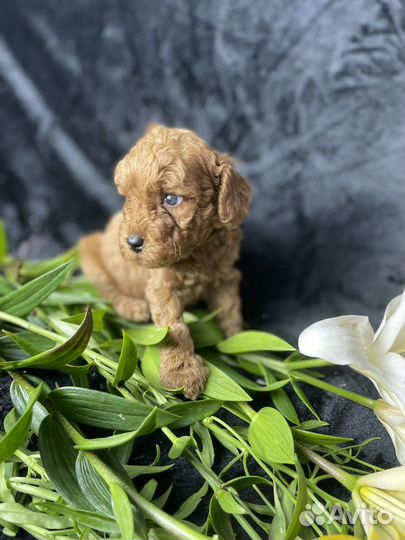 Щенки той пуделя