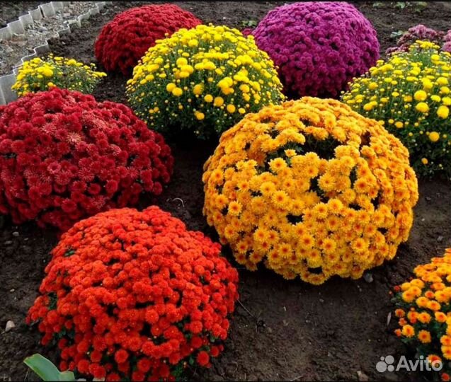 Хризантемы мультифлора