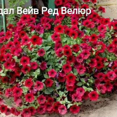 Рассада петунии изи вейф, тайдел, водопадия