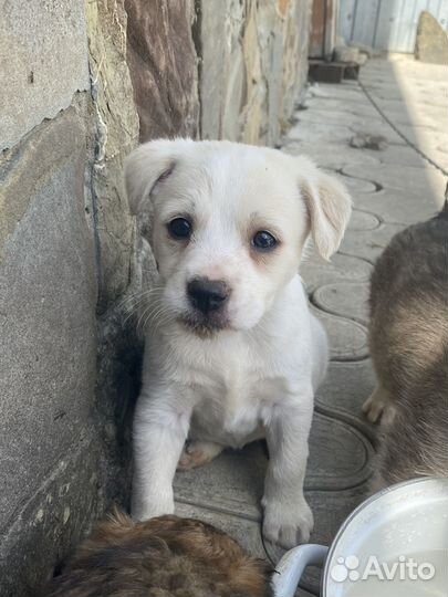 Отдаю щеночков в добрые руки