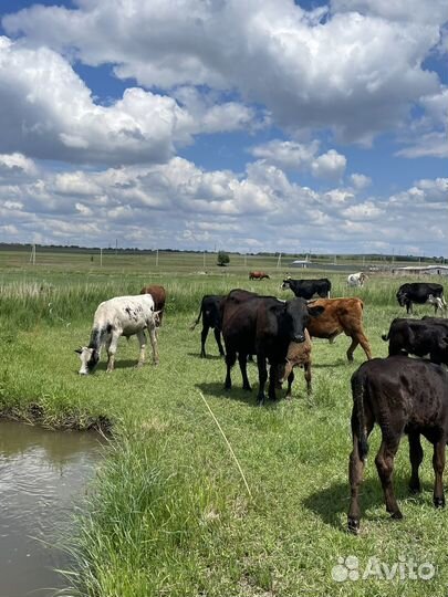 Коровы и быки