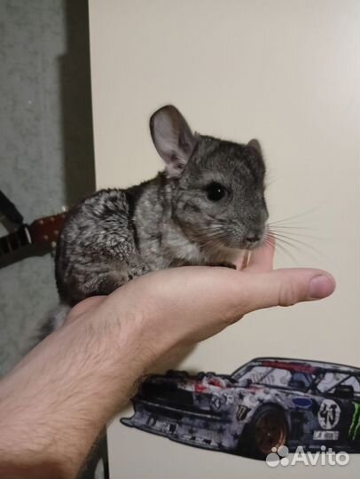 Шиншилла