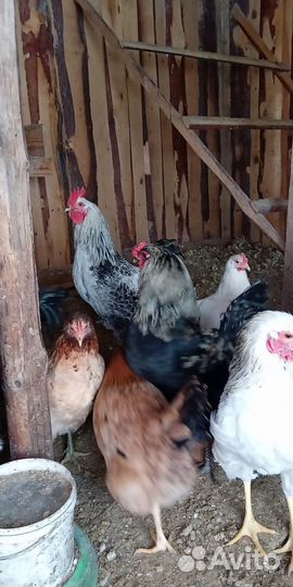 Петухи породистые