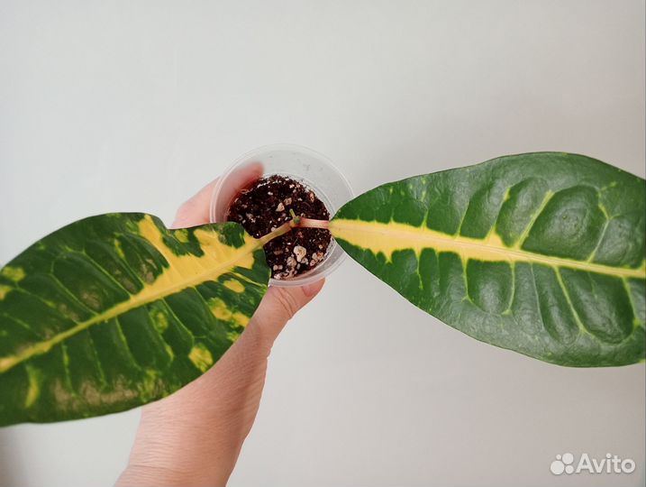 Кротон Монья