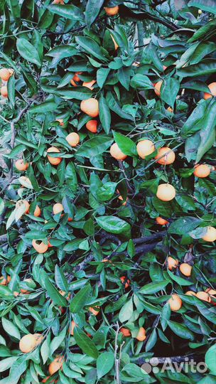 Мандариновый сок домашний