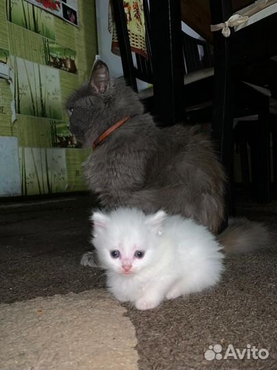 Британские котята