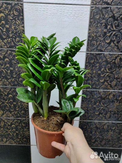 Замиокулькас зензи