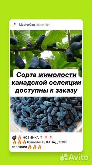 Жимолости канадской селекции и традиционные сорта