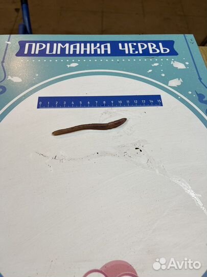 Червь дендробена