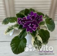 Фиалки сортовые трейлеры полу мини