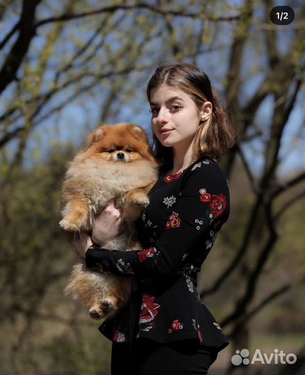 Кинолог. Хендлер. Выезд на дом