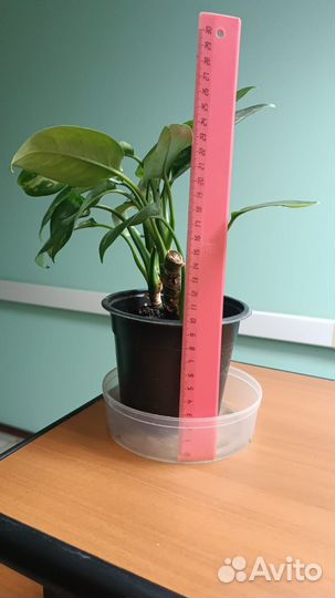 Комнатные растения цветы