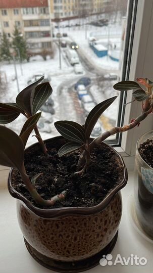 Отростки орхидеи Лудизия