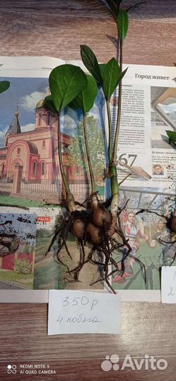 Замиокулькас