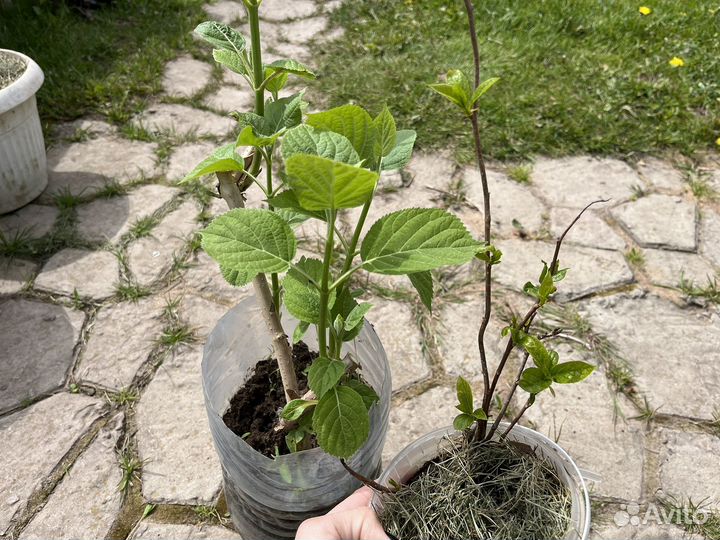 Лимонник, гортензия белая древовидная