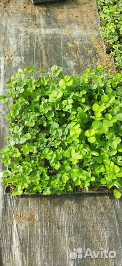 Рассада клубники Априка