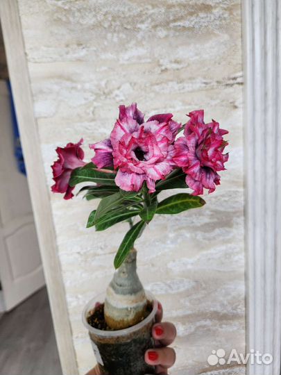 Адениум прививки Красные