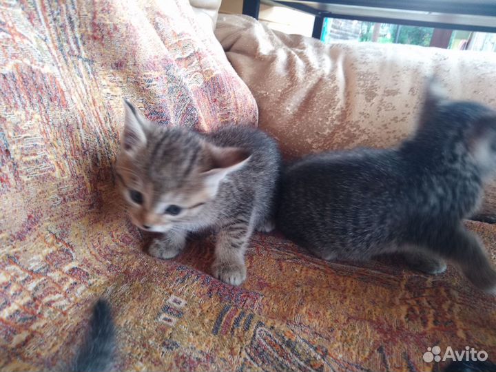 Котята в добрые руки бесплатно