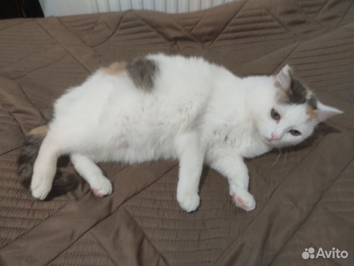 Кошечка для вязки