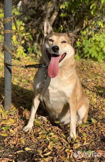 Собаки бесплатно