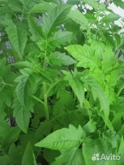 Рассада помидор