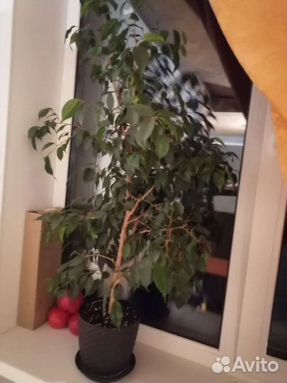 Продам цветы комнатные